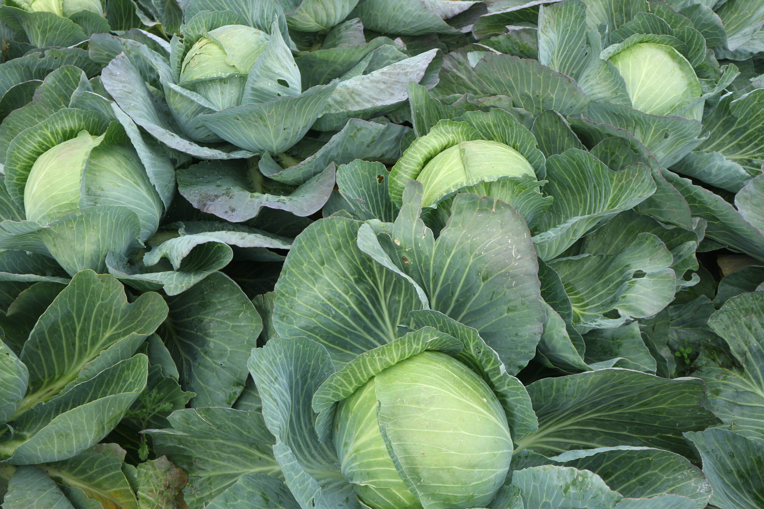 Kapusta Cyclone, fot. PB