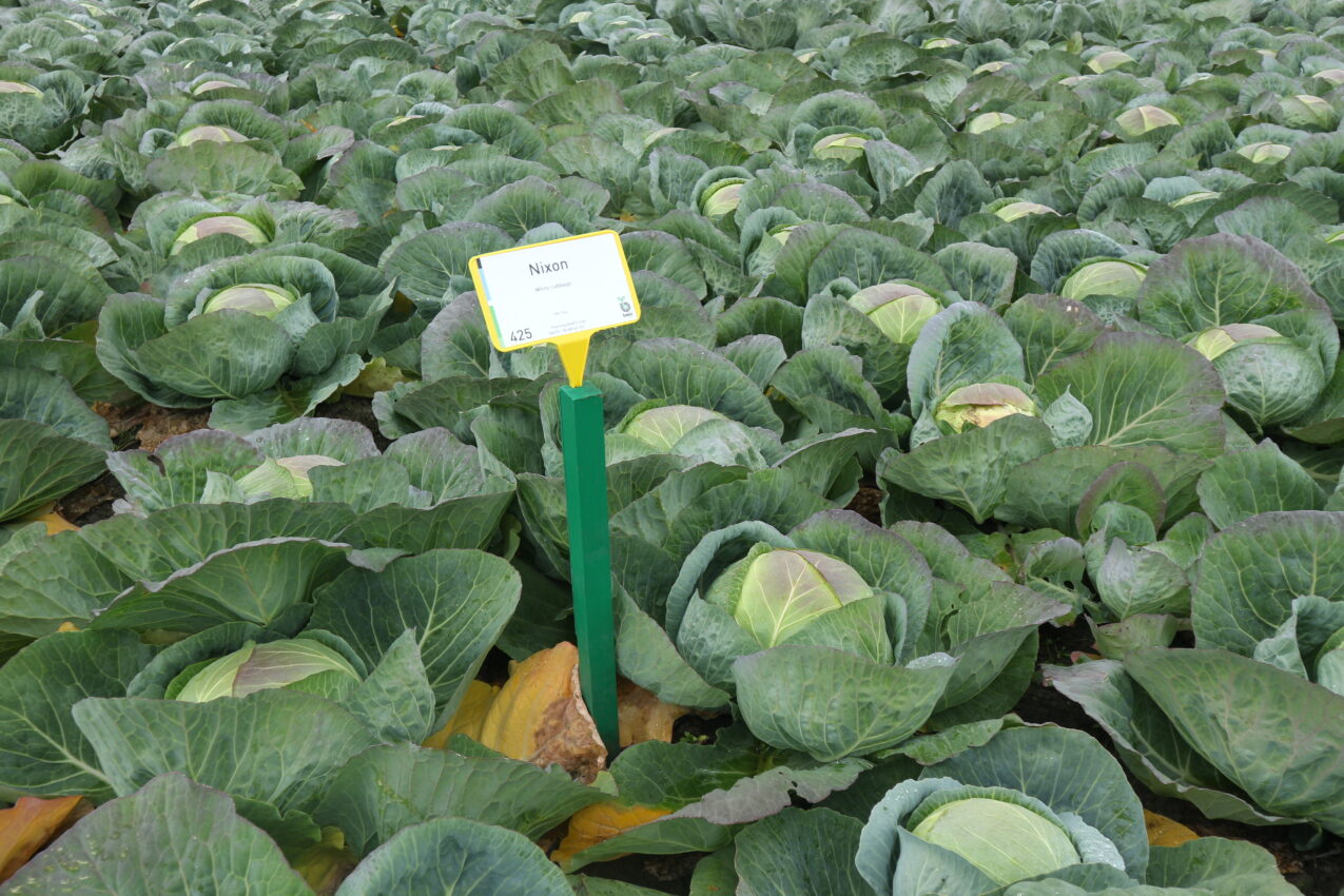 Kapusta Nixon, fot. PB