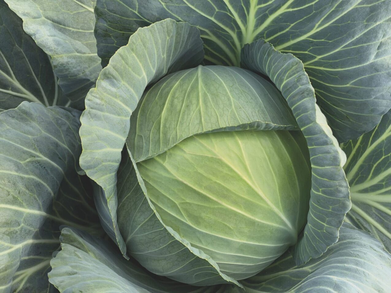 Kapusta biała Eraton, fot. firmowe