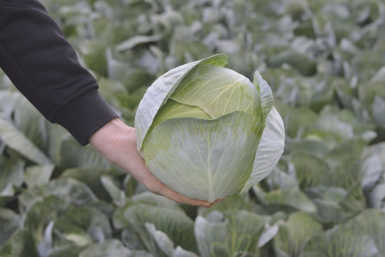 Kapusta biała Expectation, fot. firmowe