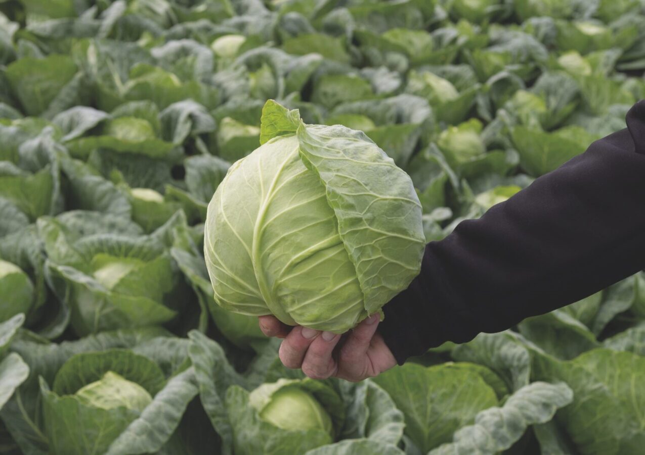 Kapusta biała Ranini, fot. firmowe