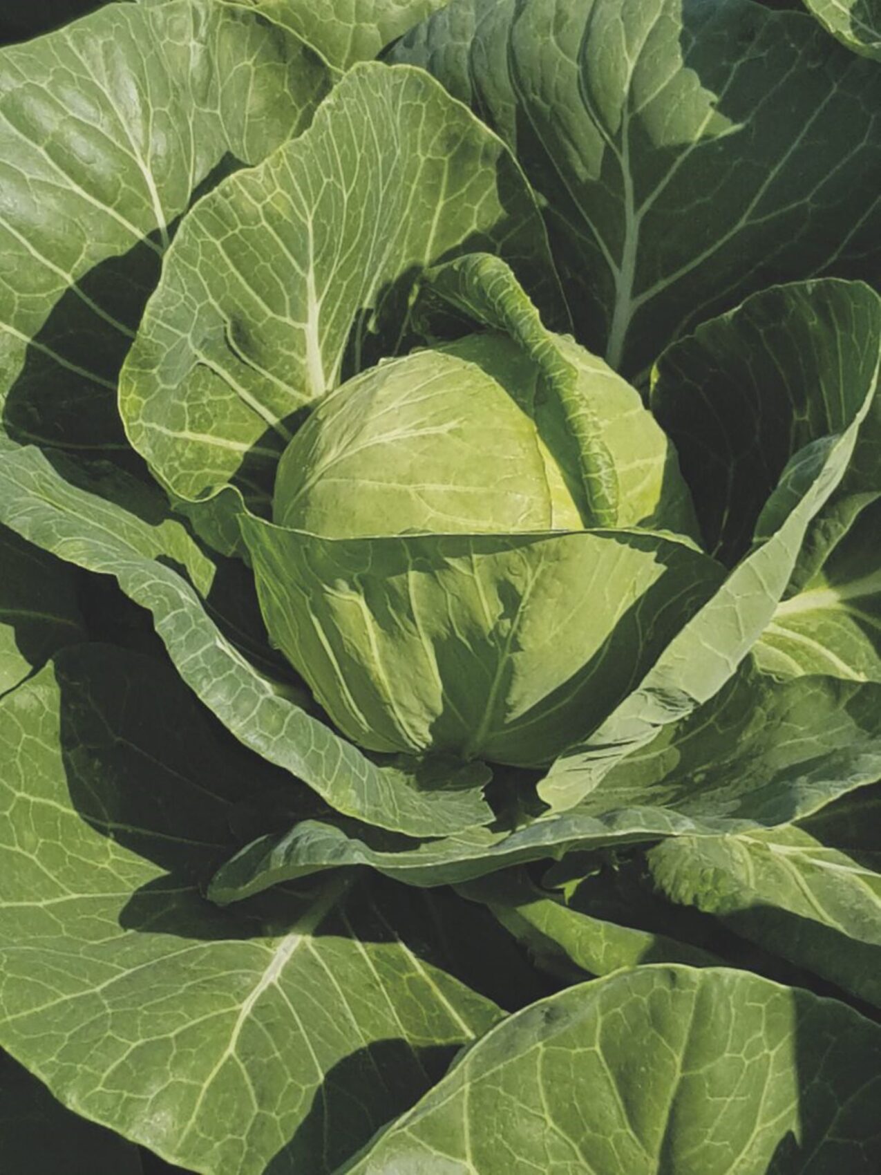 Kapusta biała Thalys, fot. firmowe