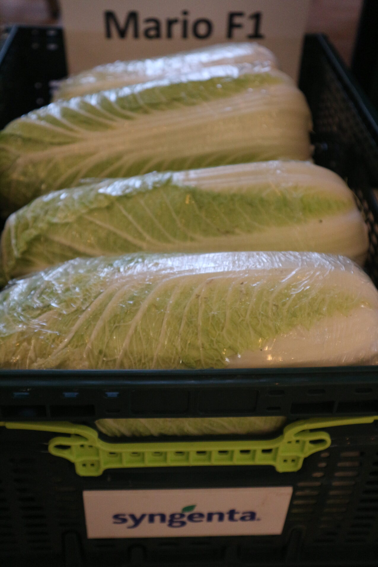 Kapusta pekińska Marrio F1, fot. PB