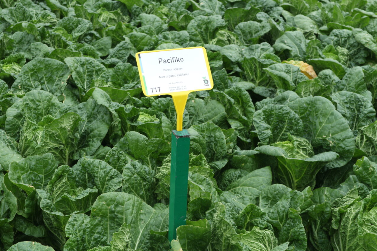 Kapusta pekińska Pacyfiko, fot. PB