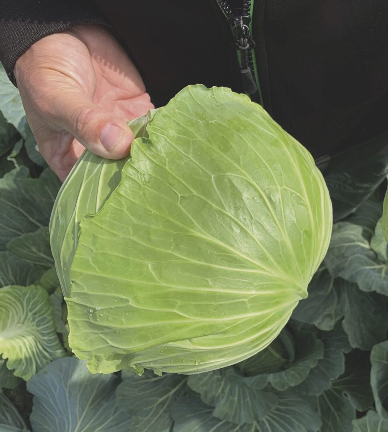 Kapusta płaska Respecta, fot. firmowe