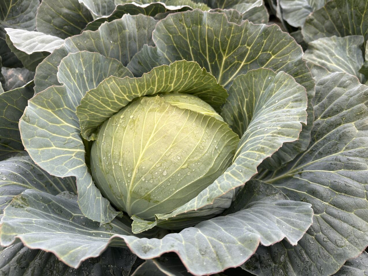 Nowa kapusta głowiasta od Syngenty