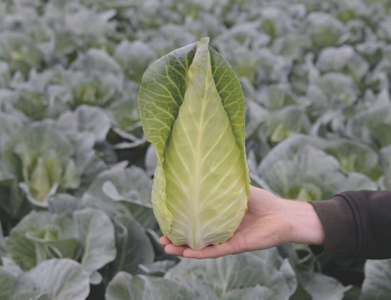 Kapusta stożkowa Emiliano, fot. firmowe