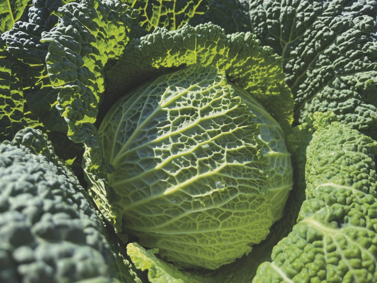 Kapusta włoska Cresposa, fot. firmowe