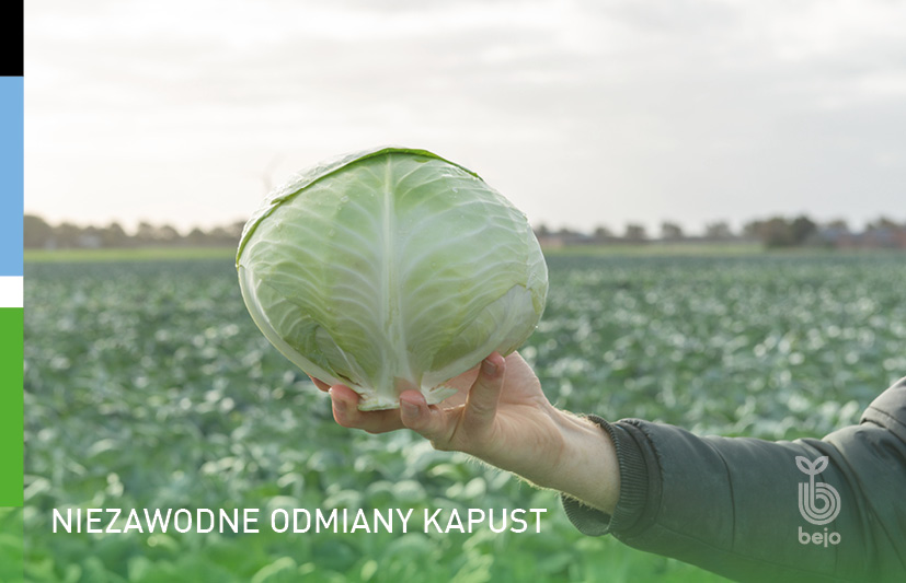 banner Bejo Kapusta_pod osłonami 620x400