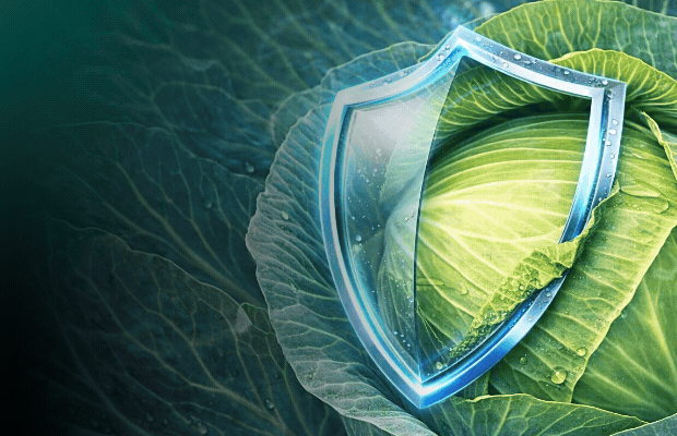 Syngenta banner kapusta kiłoodporna