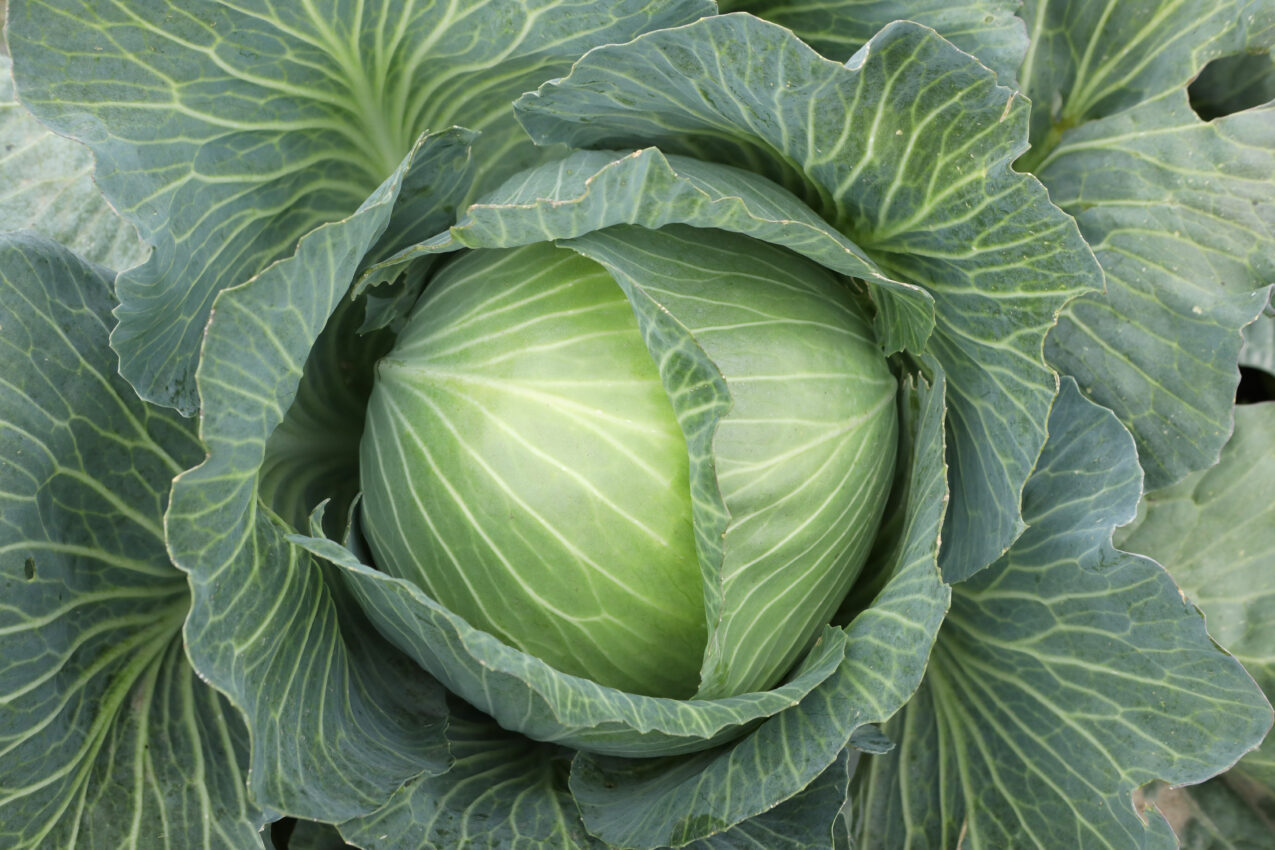 Kapusta głowiasta Kepler