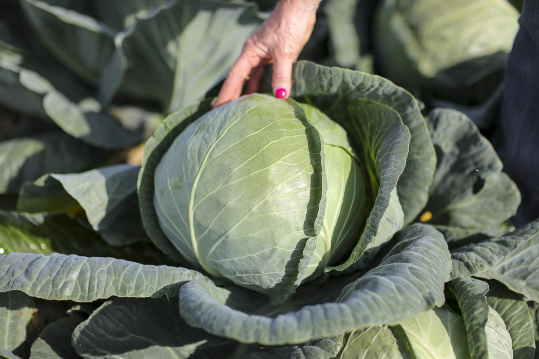 Kapusta głowiasta Kilabaron