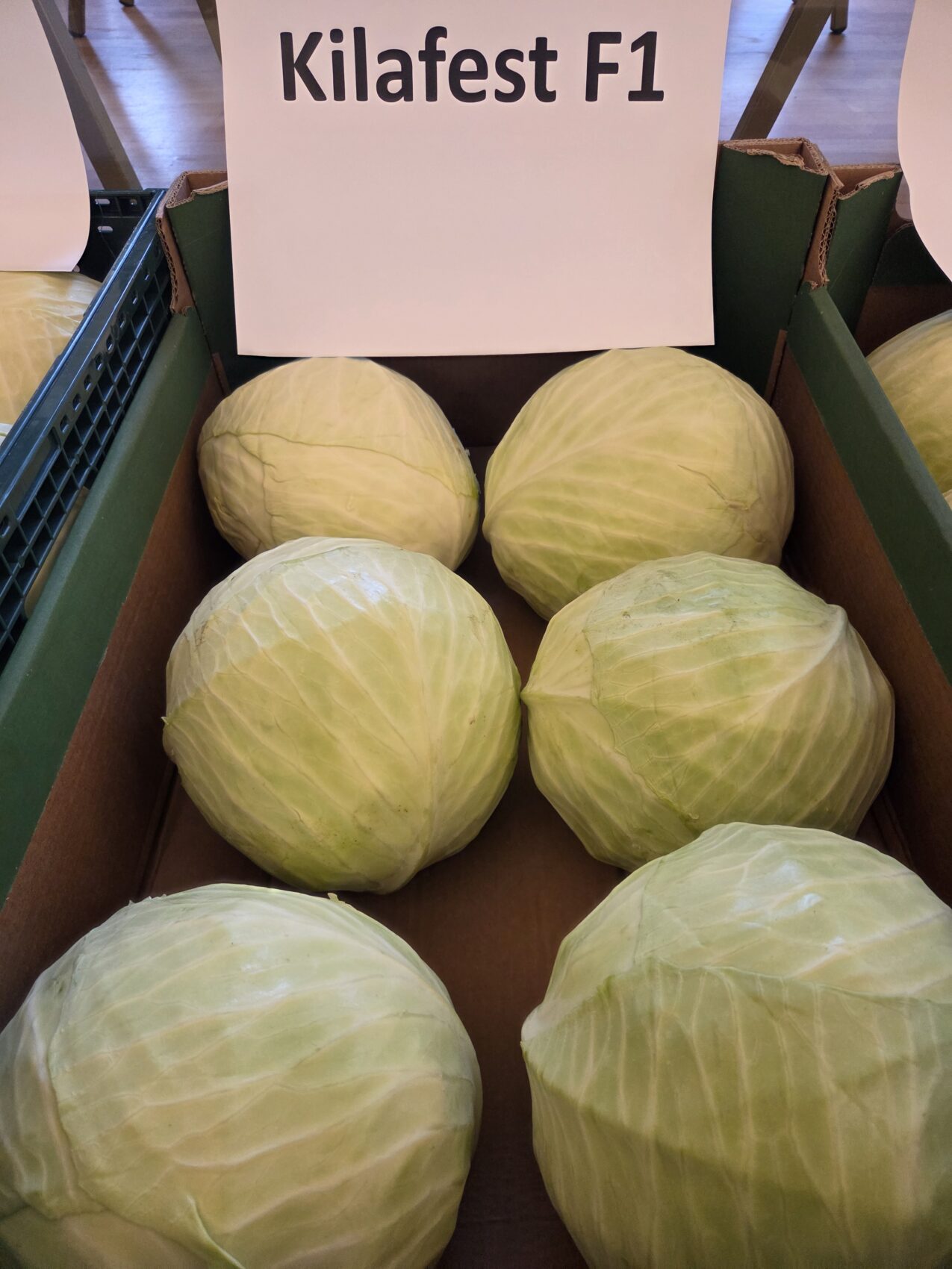 Kilafest F1, fot. PB