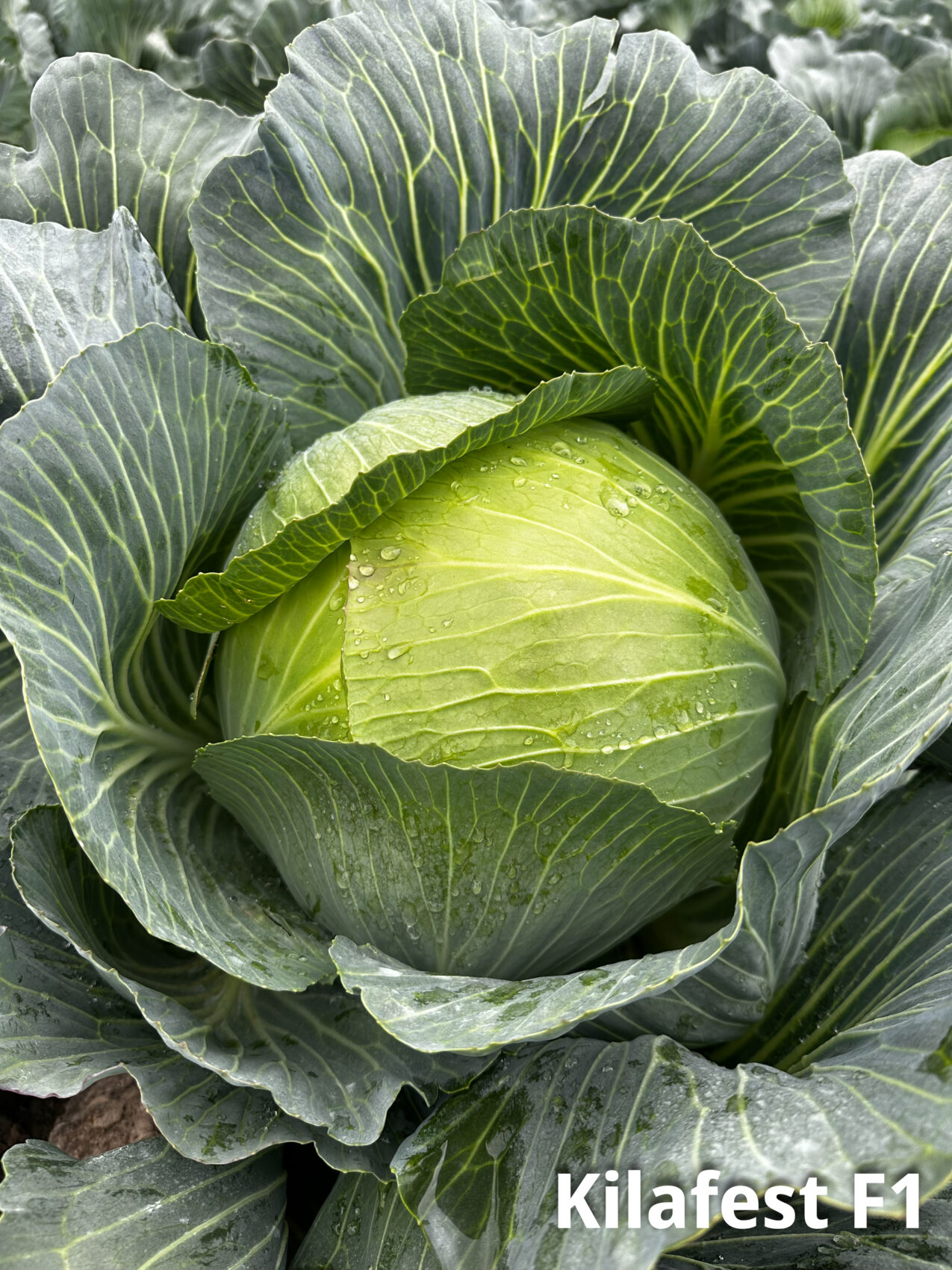 Kapusta głowiasta Kilafest