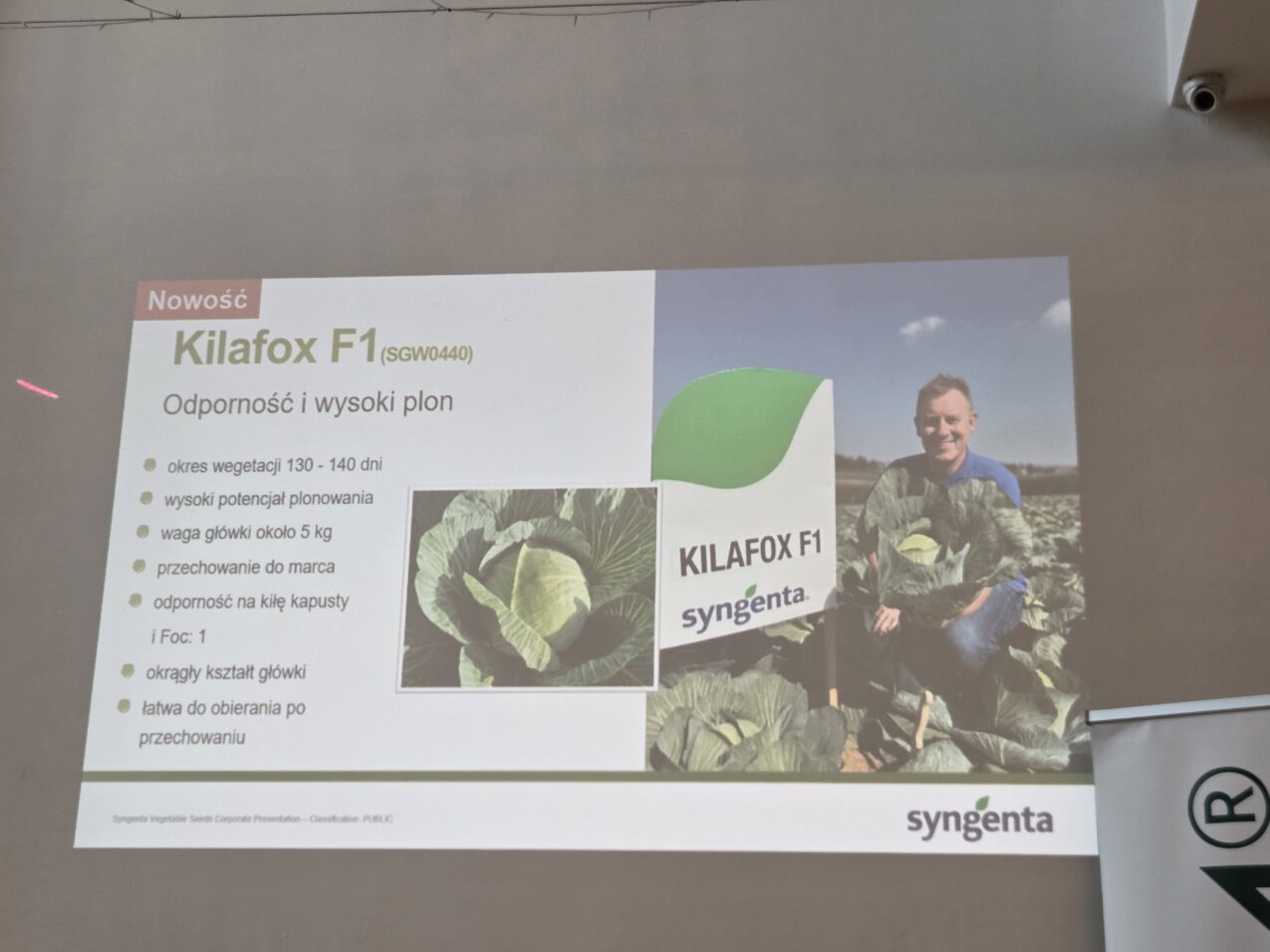 Kilafox F1 - nowa, kiłoodporna kapusta od Syngenty, fot. PB