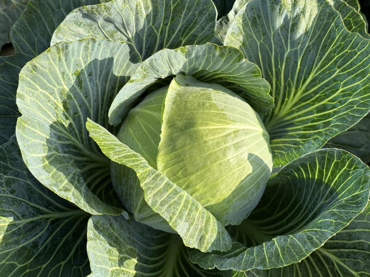 kapusta głowiasta Kilafox