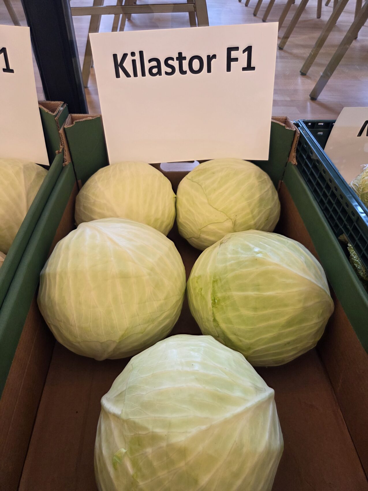 Kilastor F1, fot. PB