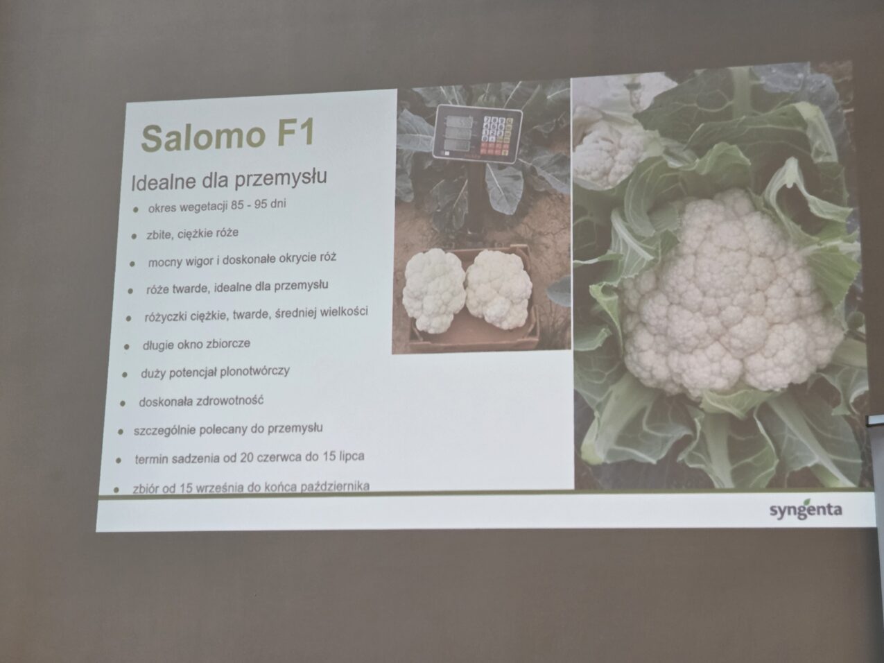 Charakterystyka kalafiora Salomo F1, fot. PB