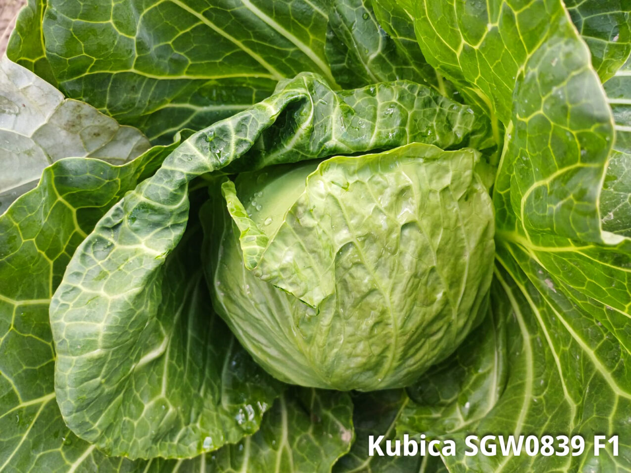 Kapusta głowiasta Kubica