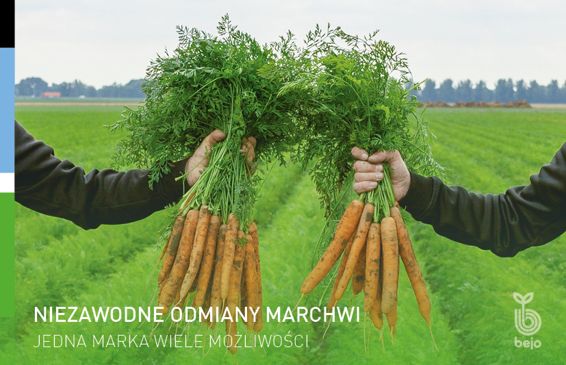 Banner Bejo Marchew_