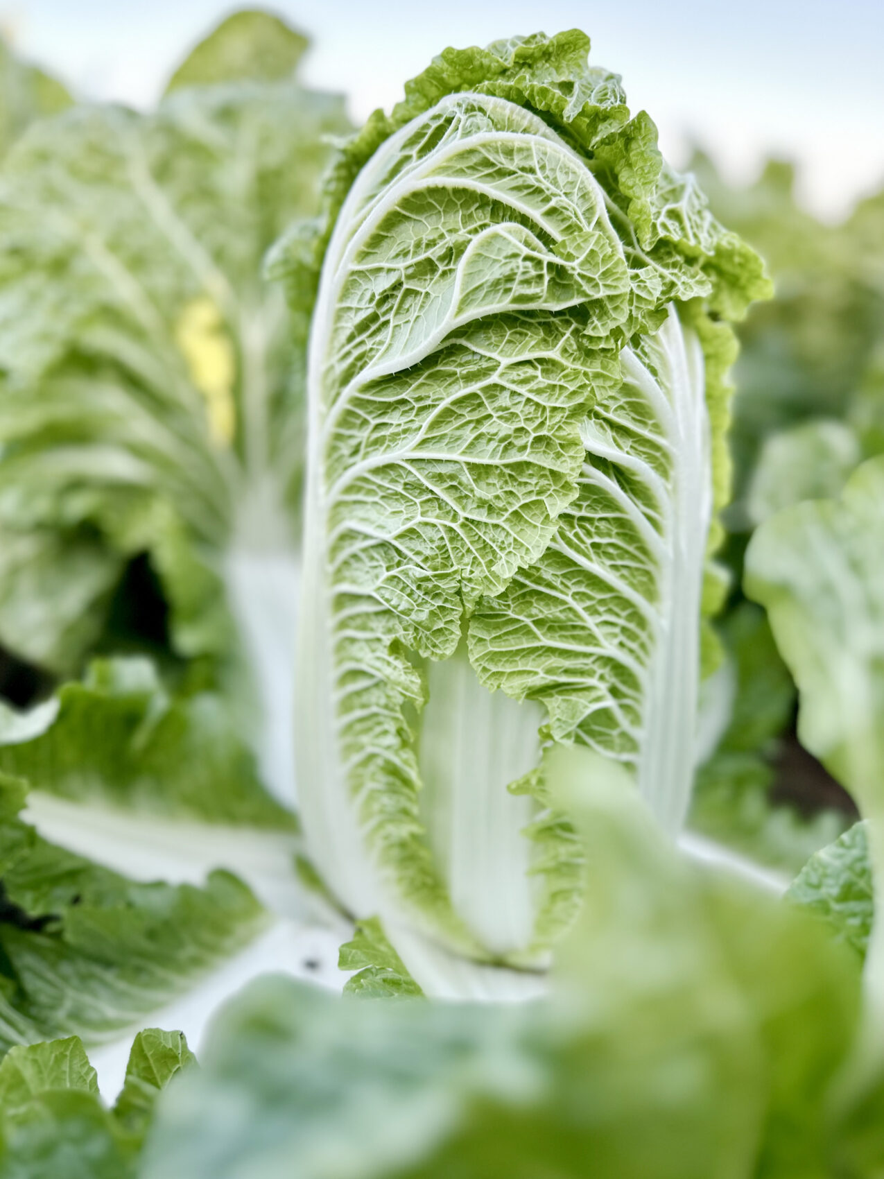 Kapusta pekińska Marrio