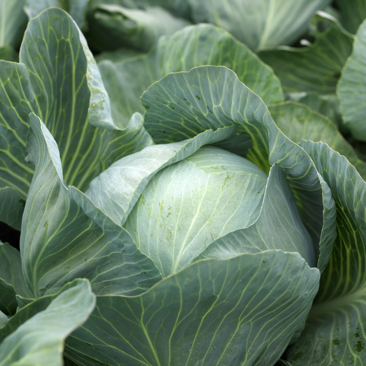 Kapusta głowiasta Nobel