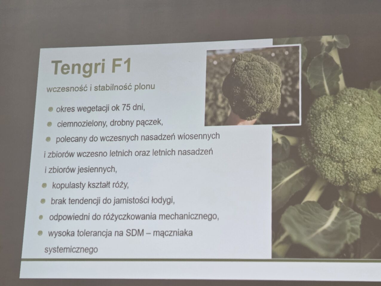 Charakterystyka brokułu Tengri F1, fot. PB