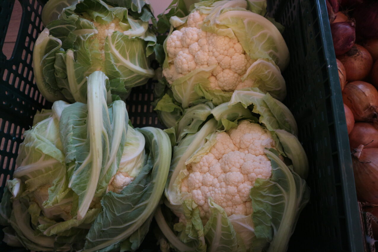 Kalafior David na jesień, fot. PB