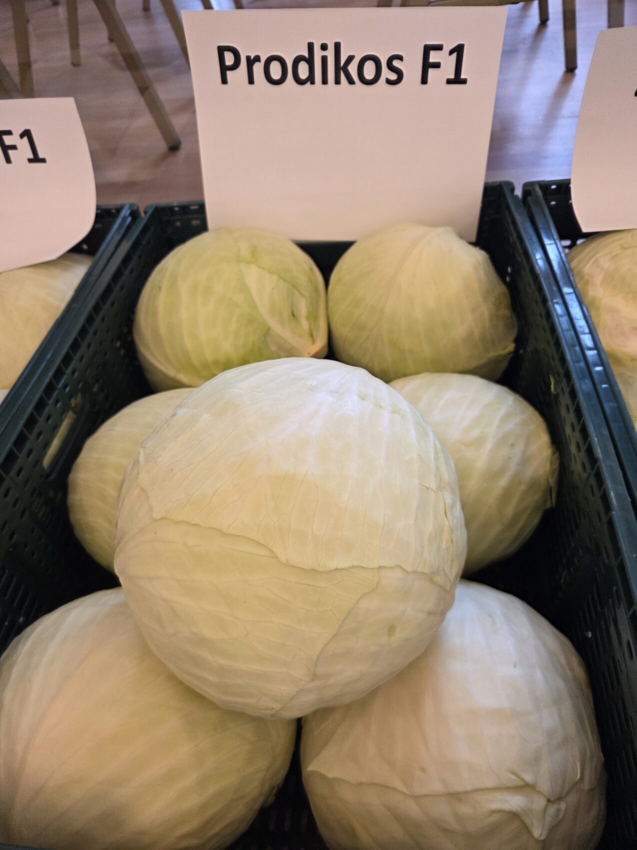 Prodikos F1, fot. PB