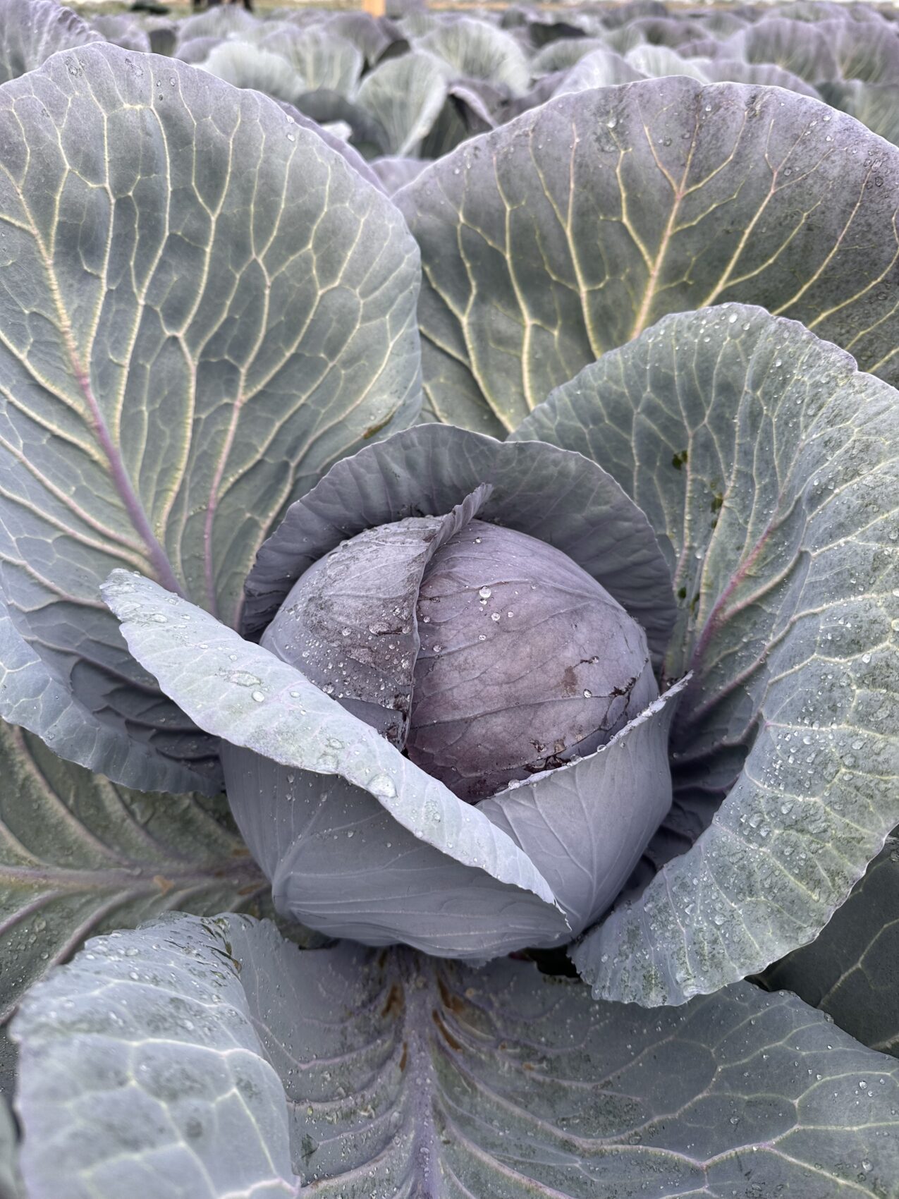 Kapusta głowiasta czerwona Rebellion