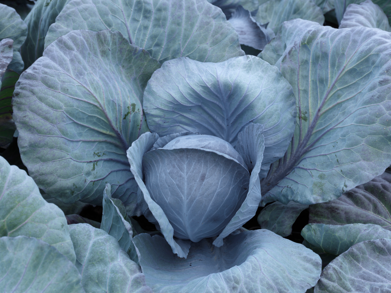 Kapusta głowiasta czerwona Restart