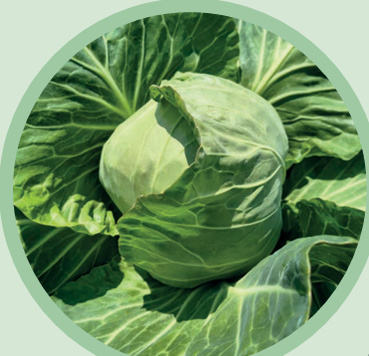 Kapusta biała 17-1981 F1 (fot. Hazera)