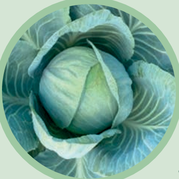 Kapusta biała Camberly (fot. Hazera)