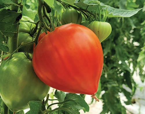 Pomidor w kształcie serca, pomidor Dossimo
