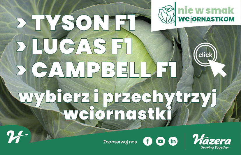 Hazera, odmiany kapusty; odmiana Tyson F1, odmiana Lucas F1; odmiana Campbell F1, odmiany odporne na wciornastka