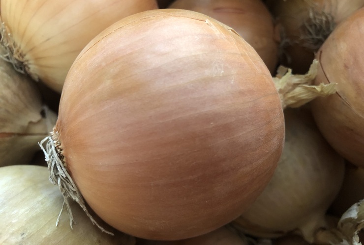 Cebula Moto (fot. Hazera)