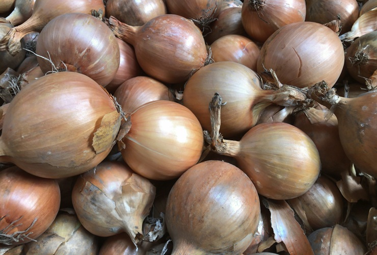 Cebula Nico (fot. Hazera), cebula żółta