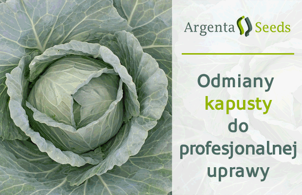 ArgentaSeeds, odmiany kapusty, profesjonalna uprawa kapusty