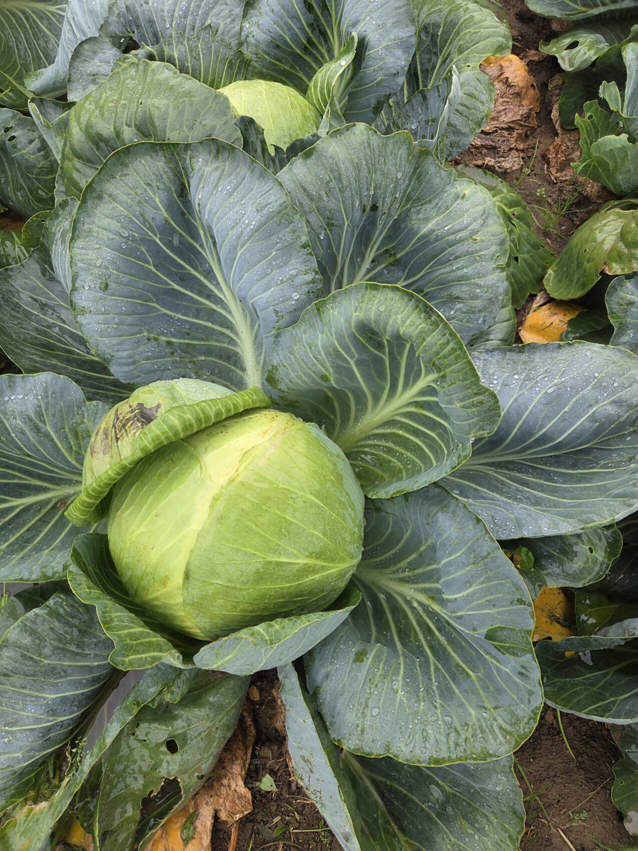 Odmiany kapusty: Camberly F1