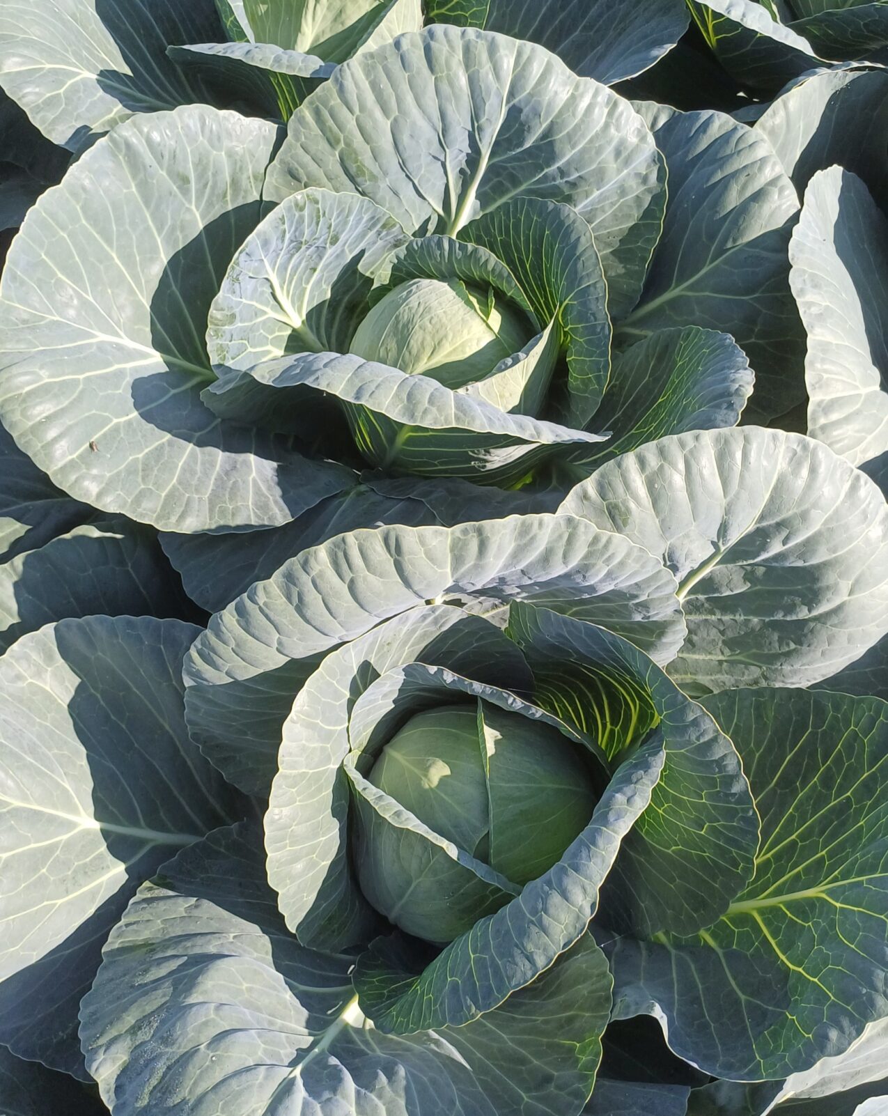 Odmiany kapusty: Donatrix F1