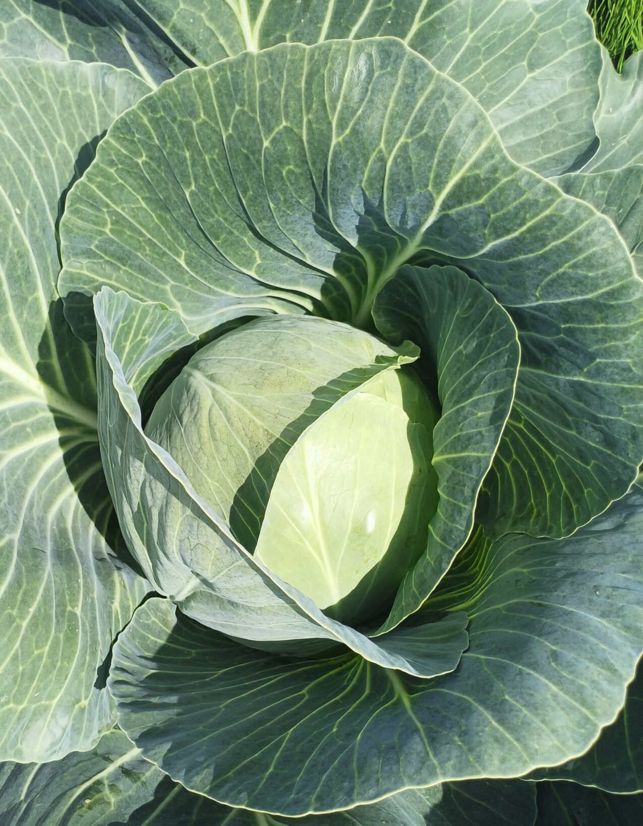 Odmiany kapusty: Donatrix F1