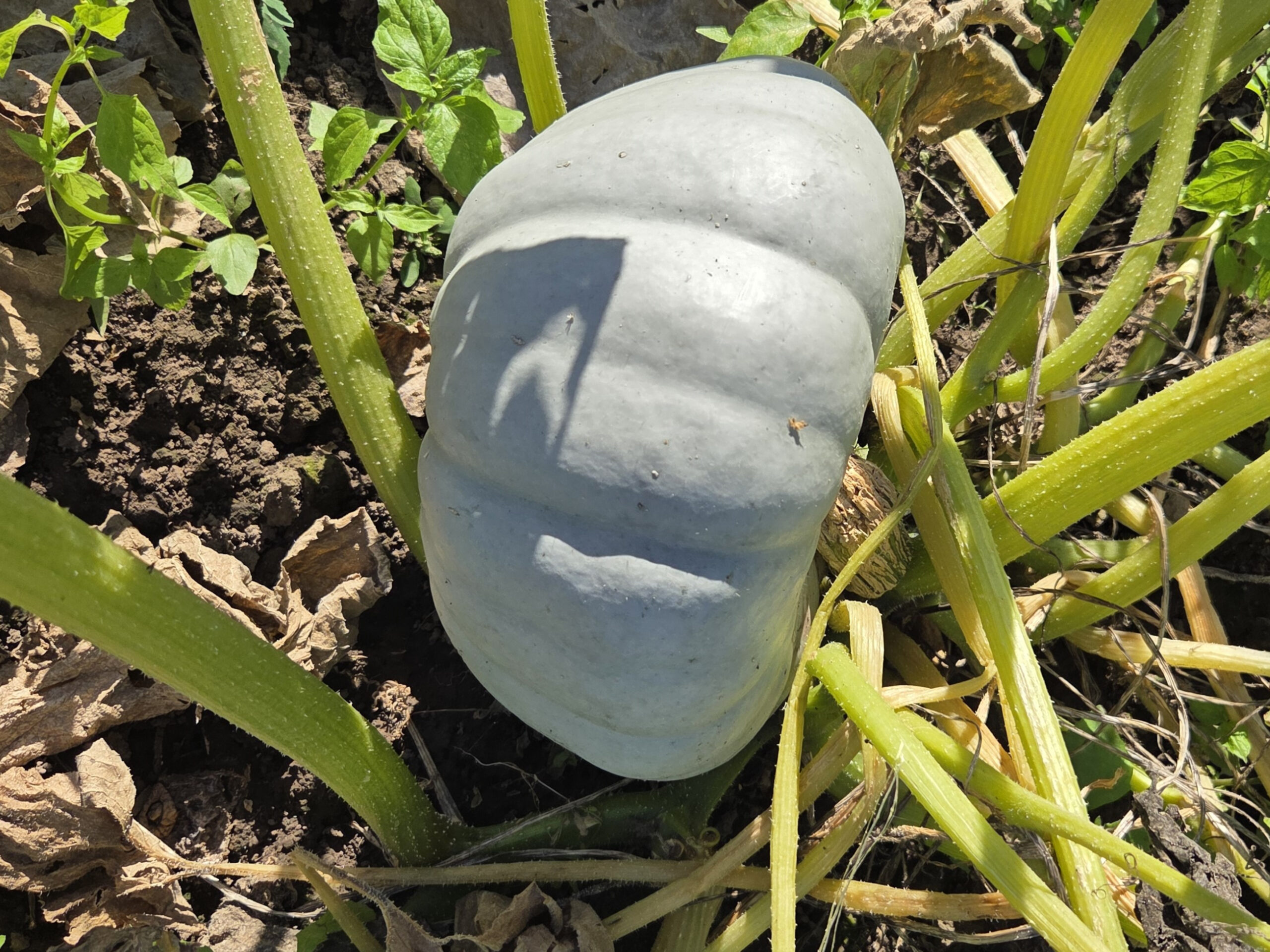 Nawożenie dyni podstawą wysokiego plonu