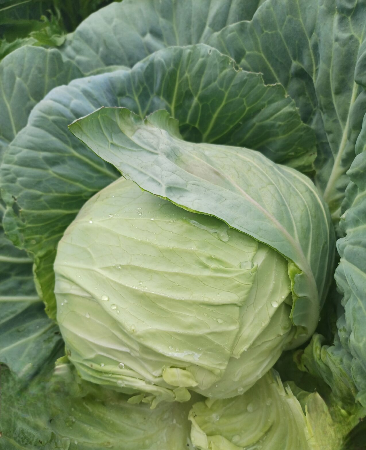 Odmiany kapusty: Flatrix F1