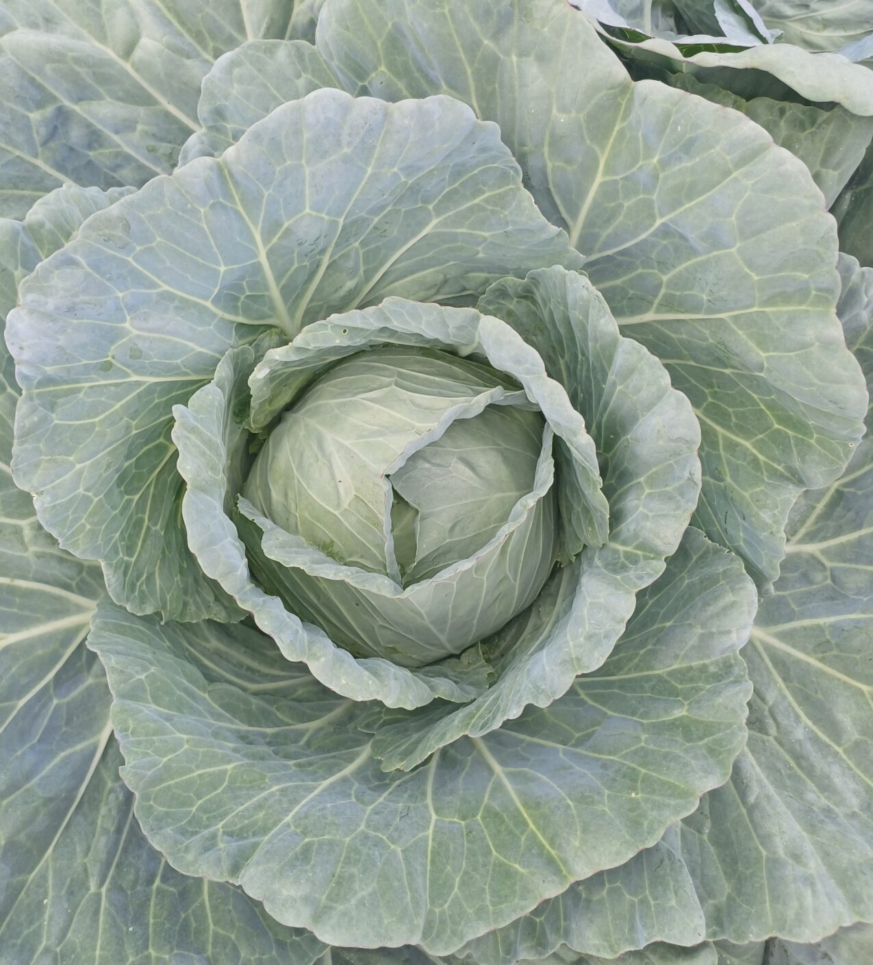 Odmiany kapusty: Flatrix F1