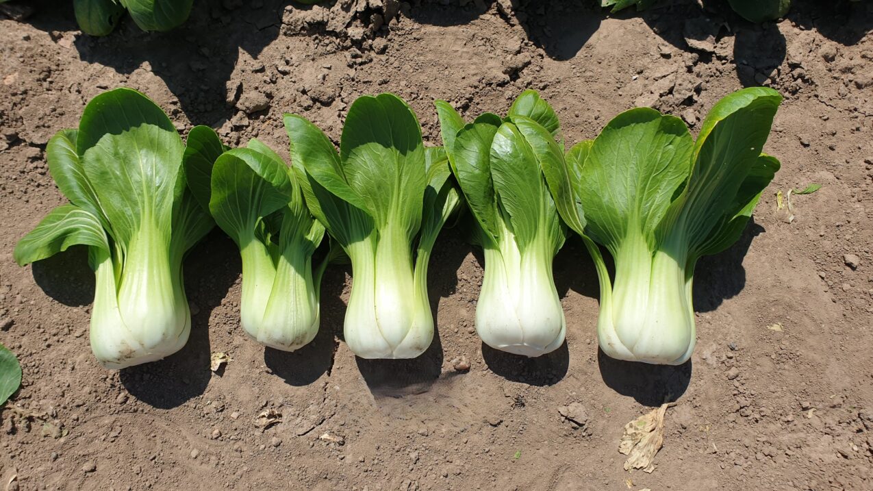 Odmiany kapusty chińskiej: Green Falcon F1