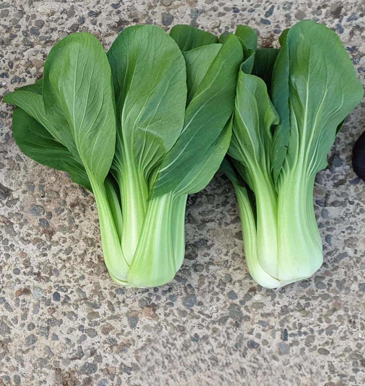 Odmiany kapusty chińskiej: Green Parrot F1