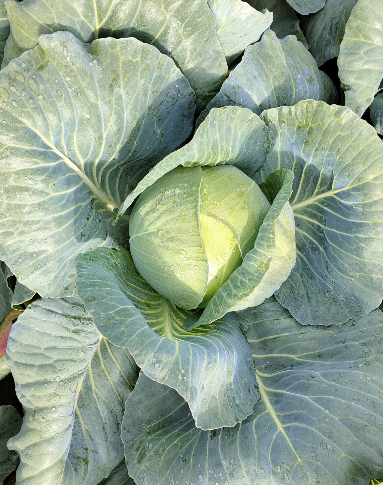 Odmiany kapusty: Hatrix F1