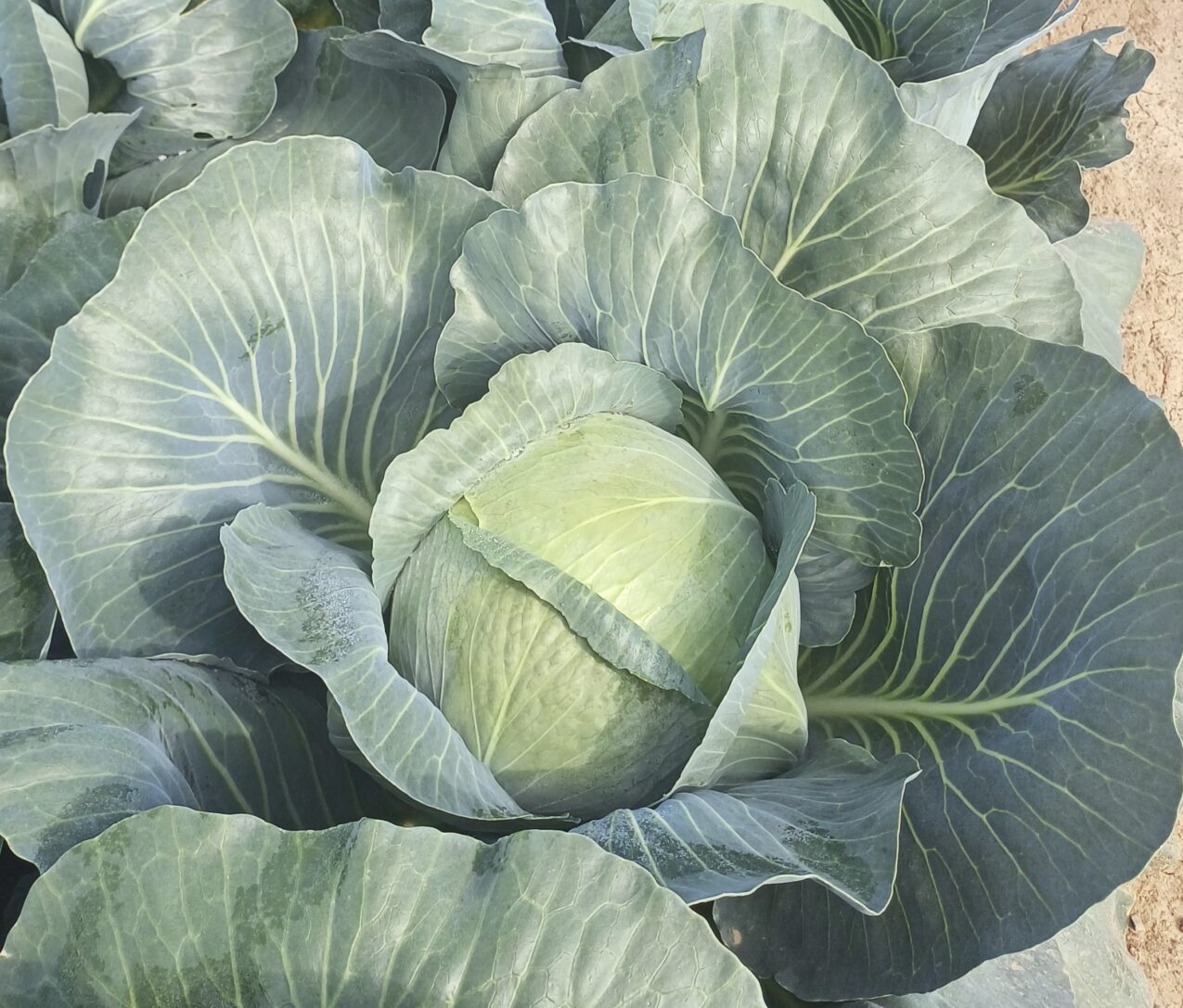 Odmiany kapusty: Hatrix F1