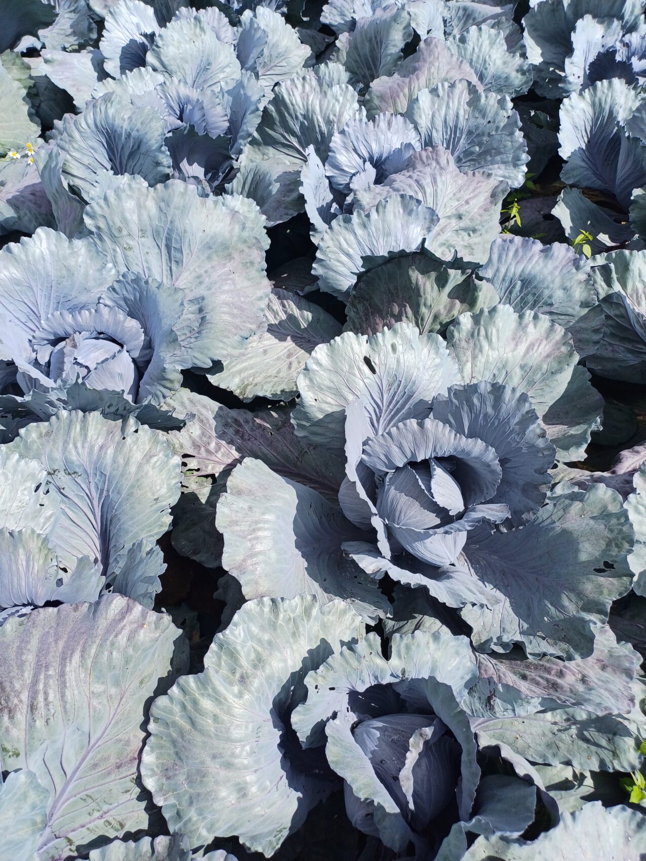 Odmiany kapusty: KO 1345 F1