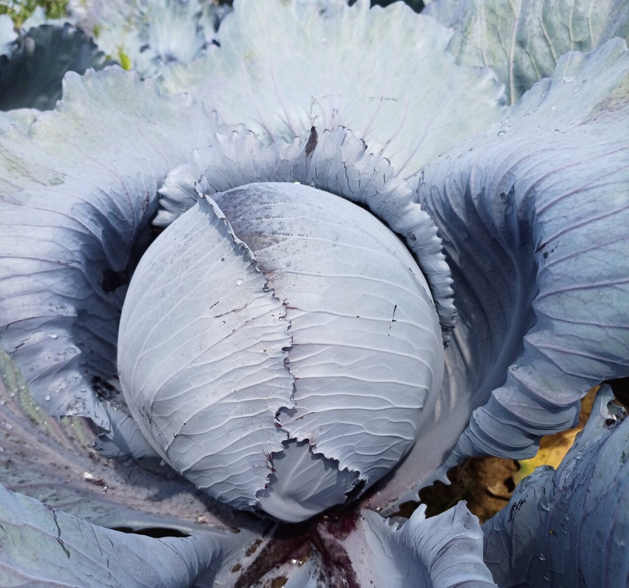 Odmiany kapusty: KO 1345 F1